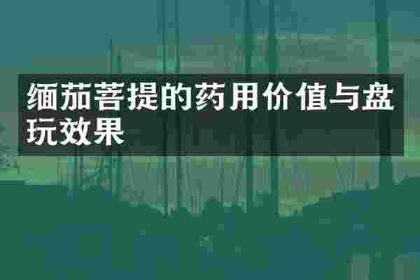 缅茄菩提的药用价值与盘玩效果