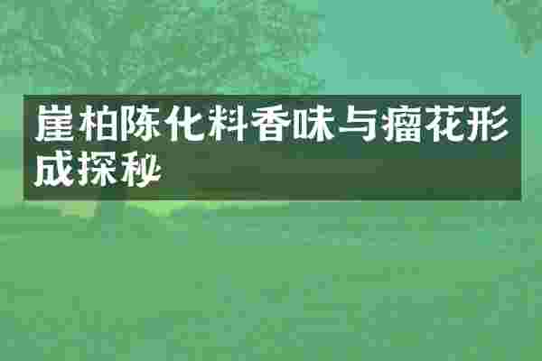 崖柏陈化料香味与瘤花形成探秘